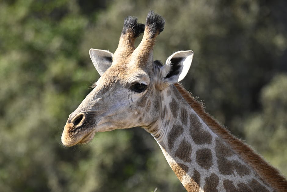 Luxury Safari Lodges in Cape Town South Africa